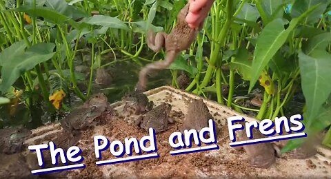 The Pond and Frens