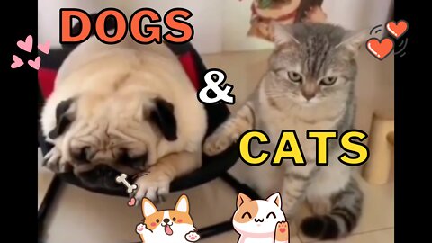 Dogs and Cats Compilation - Cute Unlikely Buddies Being So Adorable