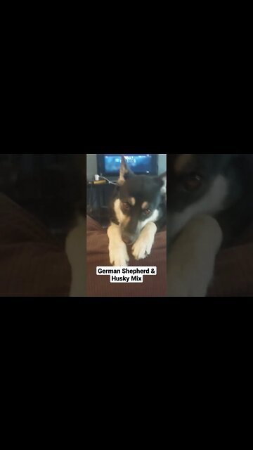 What a Cute Shepsky #shorts #trending #dogs #shepsky