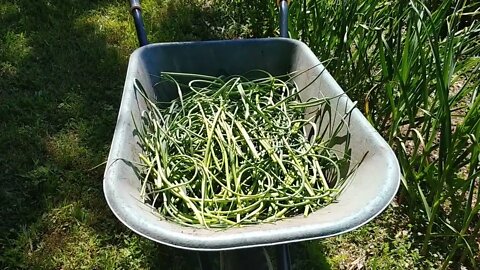 Scapes, Garlic scapes, What now?