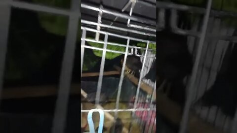 chicken babys