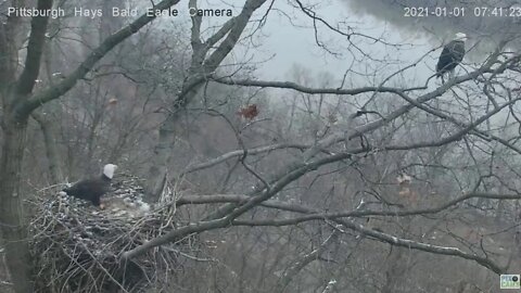 Hays Eagles Mom and Dad beautiful takeoffs 2021 01 1 741am