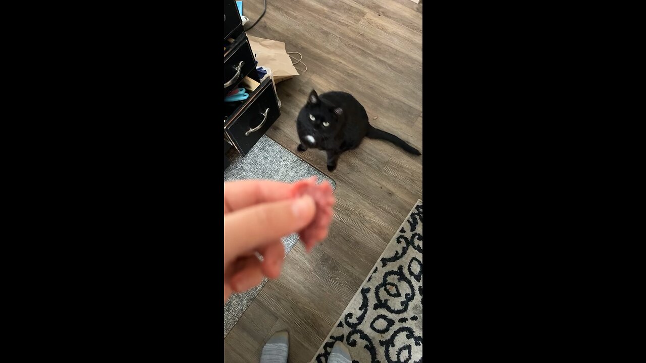 My cat begs at me for raw meat when I cook