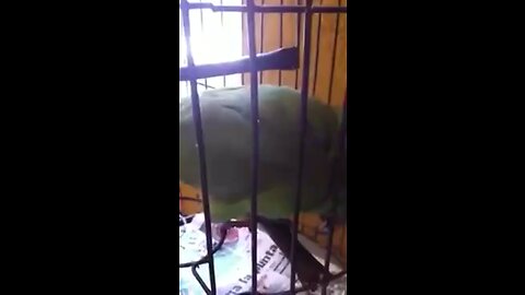 Parrot imitating a baby's crying🤣🙈