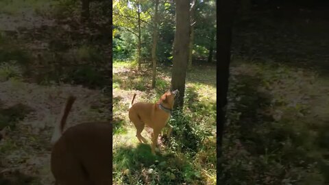 dog looking for squirrels!