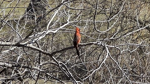 Bachelor male Cardinal looking for possible mate