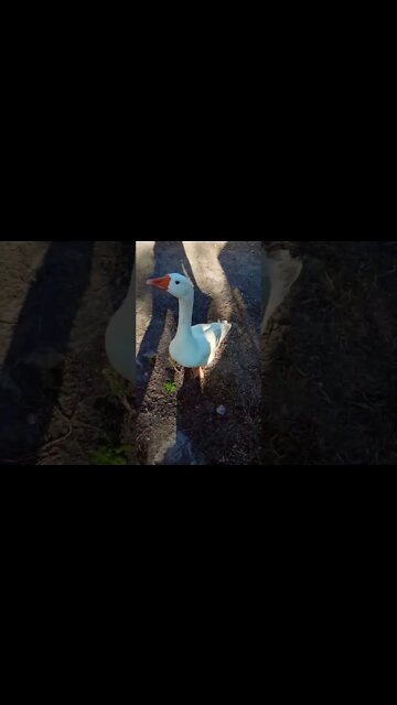 Good morning Ezra he has plenty to say today