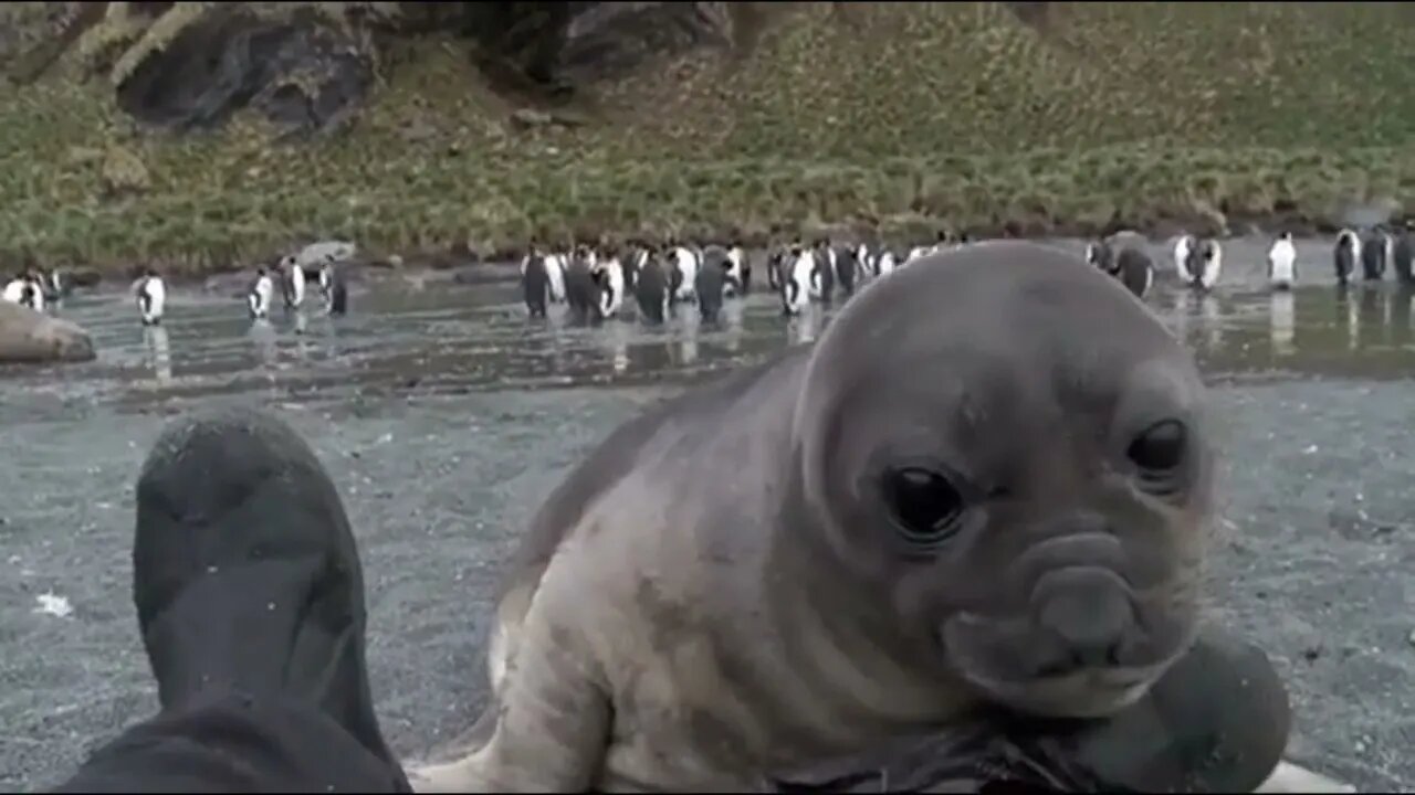 Baby Elephant Seal