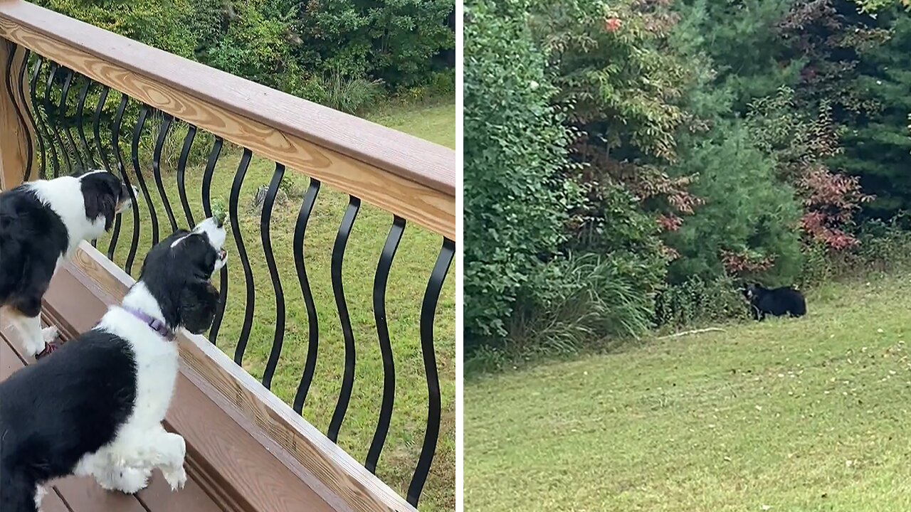 Aussie and Springer scare off bear.