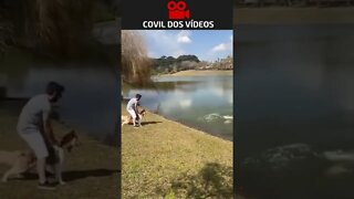 capivara tenta atacar cachorro