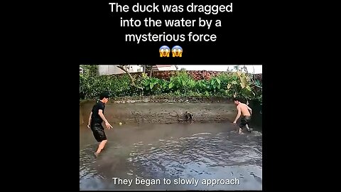 Duck was dragged into water by a mysterious creature