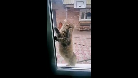 funny videos