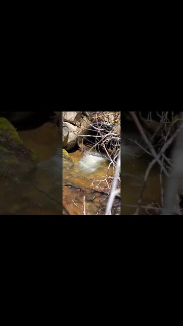 Ares play in Spring water