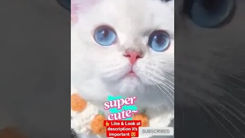 cute cat videos 😹 funny videos 😂 1150 😻 #shorts