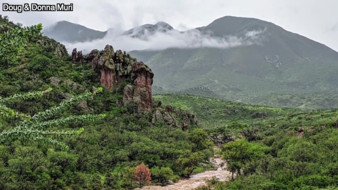 Monsoon’s blooms and animals bring new life to the desert