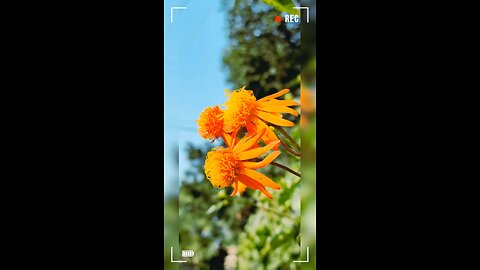 capture mode🕊️🌷🌹🪷🌻✌️