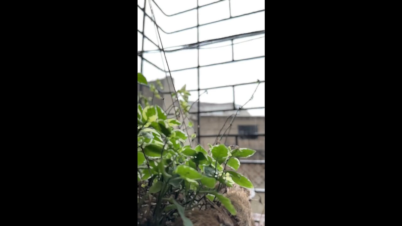Raining 🤍