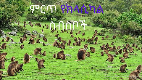Best Ethiopian Classical Music Collection | New Ethiopian Classical Music Collection 2023