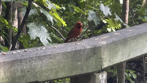 Papa Cardinal