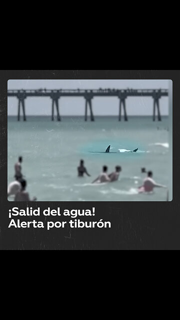 Un tiburón siembra el pánico entre los bañistas