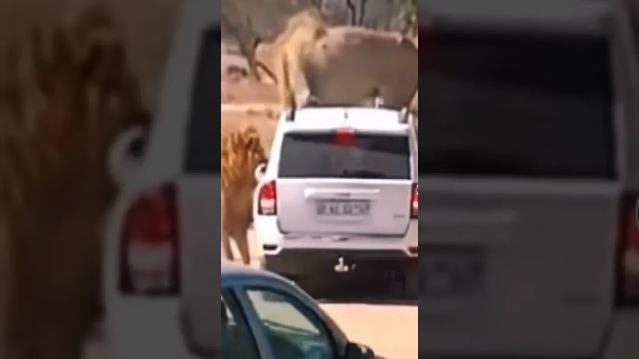 Lion attached car