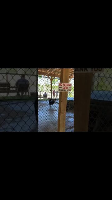 Black Bear Cubs Playing (THE GOVERNMENT DOESN’T WANT YOU TO SEE THIS!)