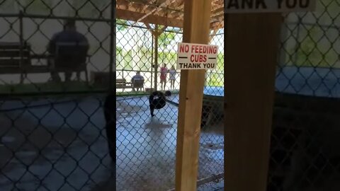 Black Bear Cubs Playing (THE GOVERNMENT DOESN’T WANT YOU TO SEE THIS!)