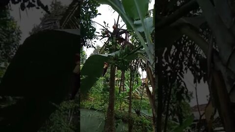 pohon pisang berbuah carang