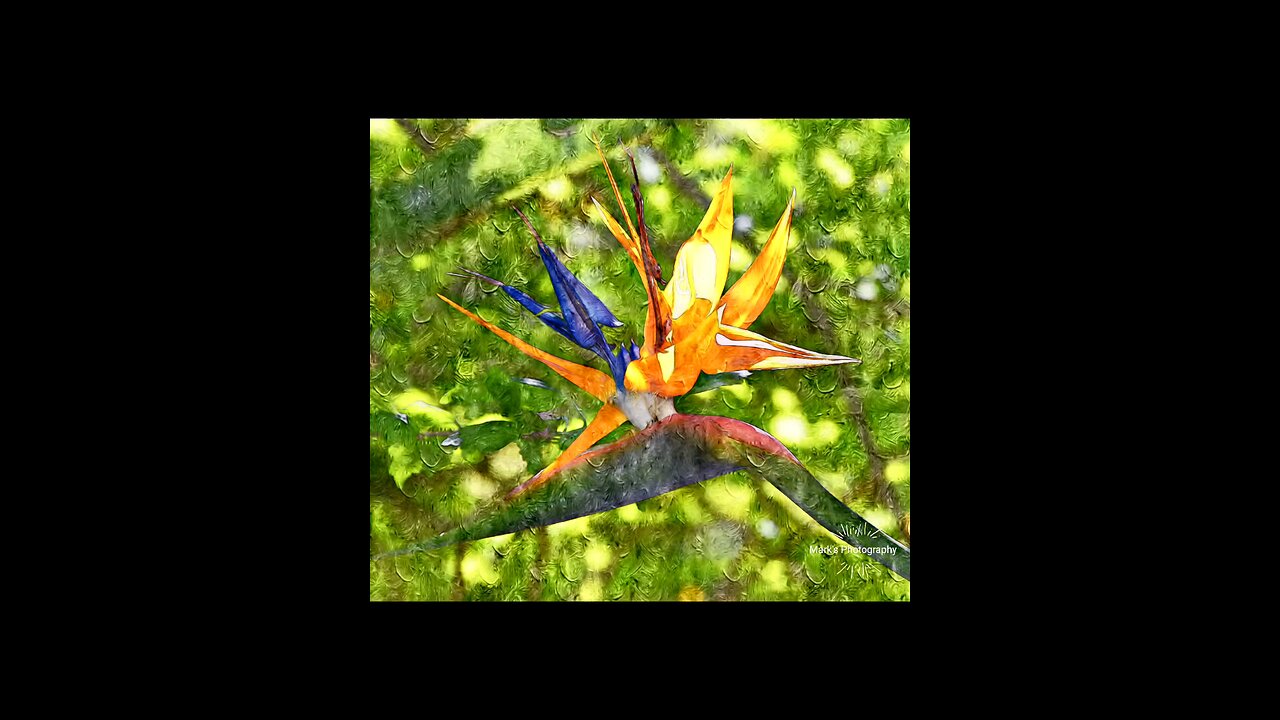 Bird of paradise flower.