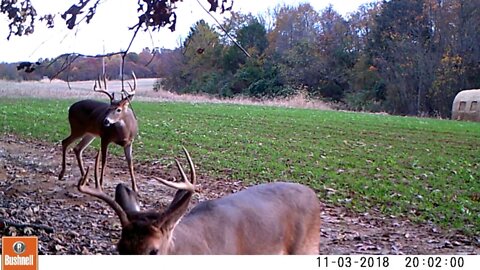 Illinois Trail Cam compilation Kapper Outdoors rural living