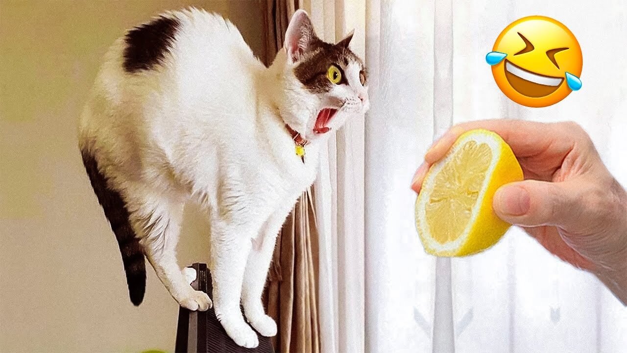 Most Funniest Animals - Best Cats😹 & Dogs🐶 Videos of 2023 Compilation! #3