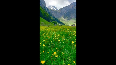 Beautiful Flowers View