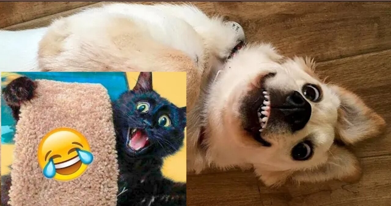 Funniest🤣 dogs 🐶and cats- 😻 Awesome funny pet animals life videos