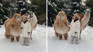 Little Girl Adorable Poses With Pair Of Alpacas