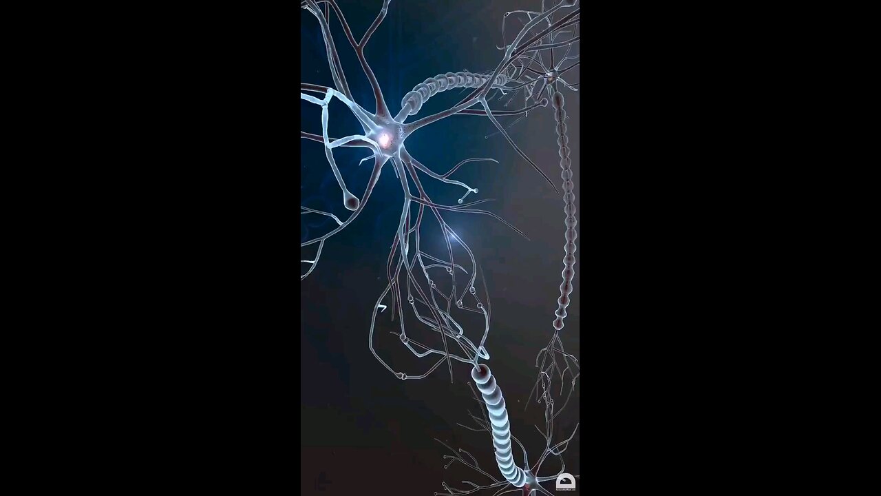 Neuron Synapses In Our Brain