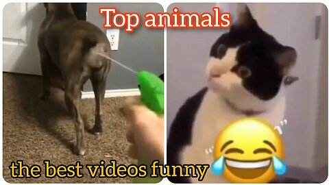 2023 best funny animals😂captured on camera //funny animals video #funnycats