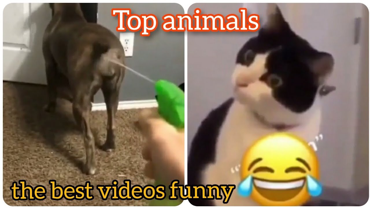 2023 best funny animals😂captured on camera //funny animals video #funnycats