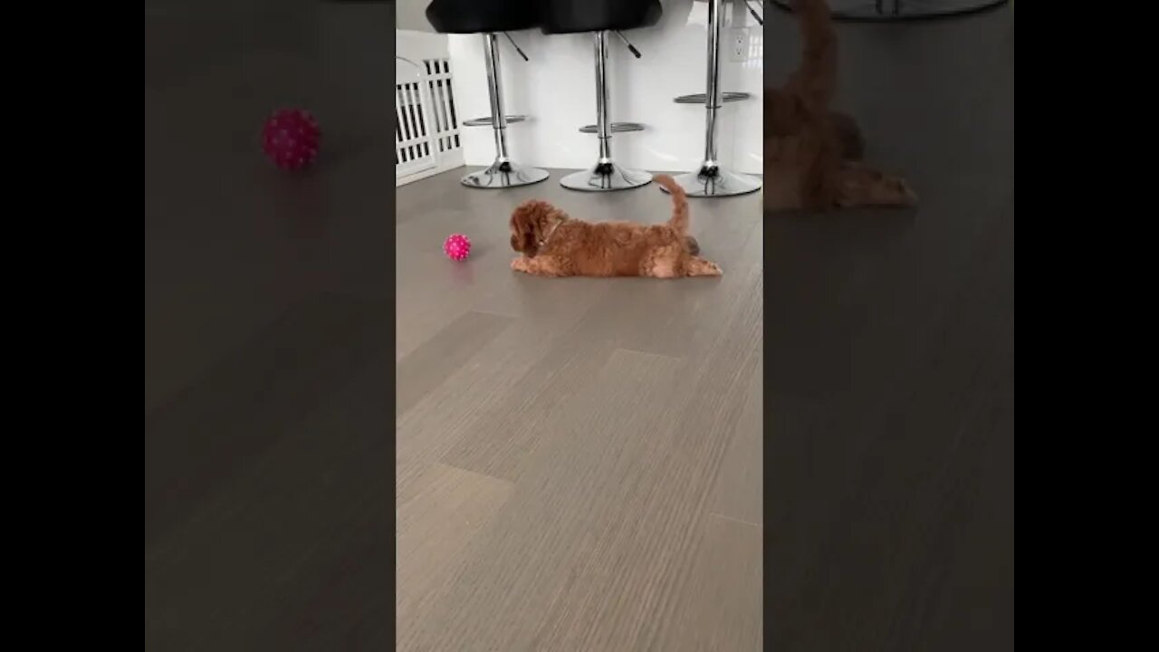 O filhote brinca com seu novo brinquedo da maneira mais fofa possível