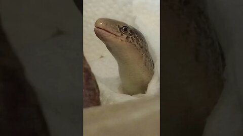 LARRY THE LEGLESS LIZARD MOVING HIS TONGUE (11/16/21)