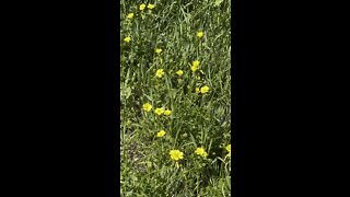 Bermuda Buttercups