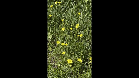 Bermuda Buttercups