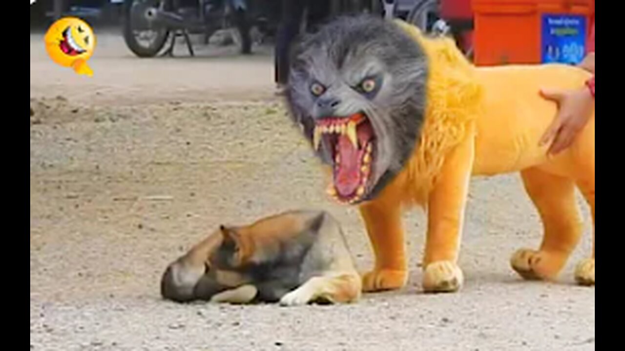 Troll Prank Dog Funny & fake Lion and Fake Tiger Prank To dog & Huge Box Prank to dog