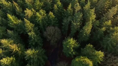 Flying Over Forest #Shorts