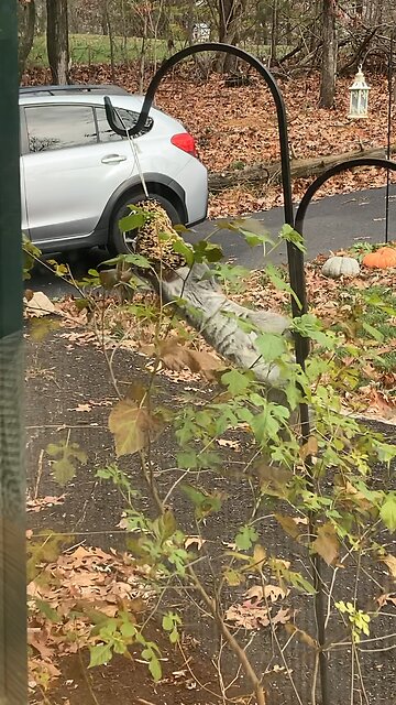 Silly squirrels 🐿