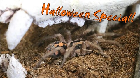 Rehousing my Pumpkin patch tarantula!