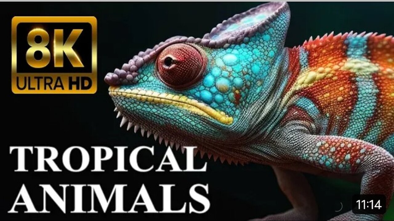 ANIMALS of TROPICAL ISLANDS 8K with Names and Sounds