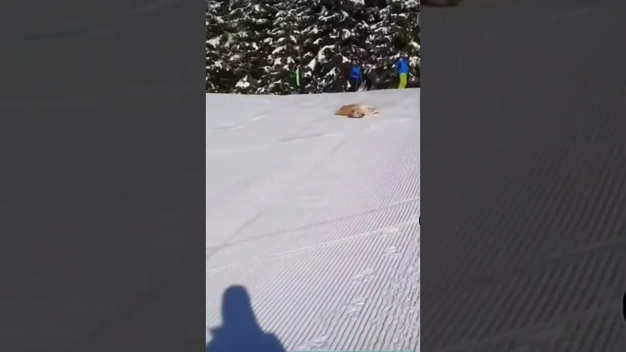 #animalsfunnyshorts #shorts #tiktok #tiktokvideo
