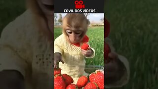 macaquinho comendo morango