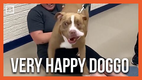 Very Happy Dog Loki Reunites with It's Owner After Being Missing for Almost 2 Years