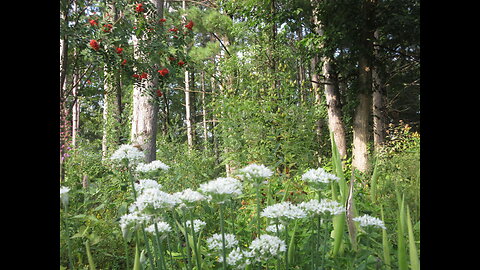 Looks So Good Garlic Chives Sept 2022
